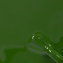 Cool Colors 274 - Patrick