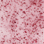 Gel Flower - Rose