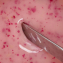 Gel Flower - Coquelicot