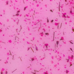 Gel Flower - Lys  - 3